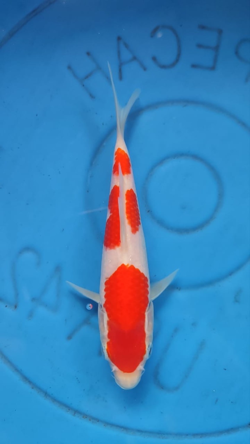 Juara 2