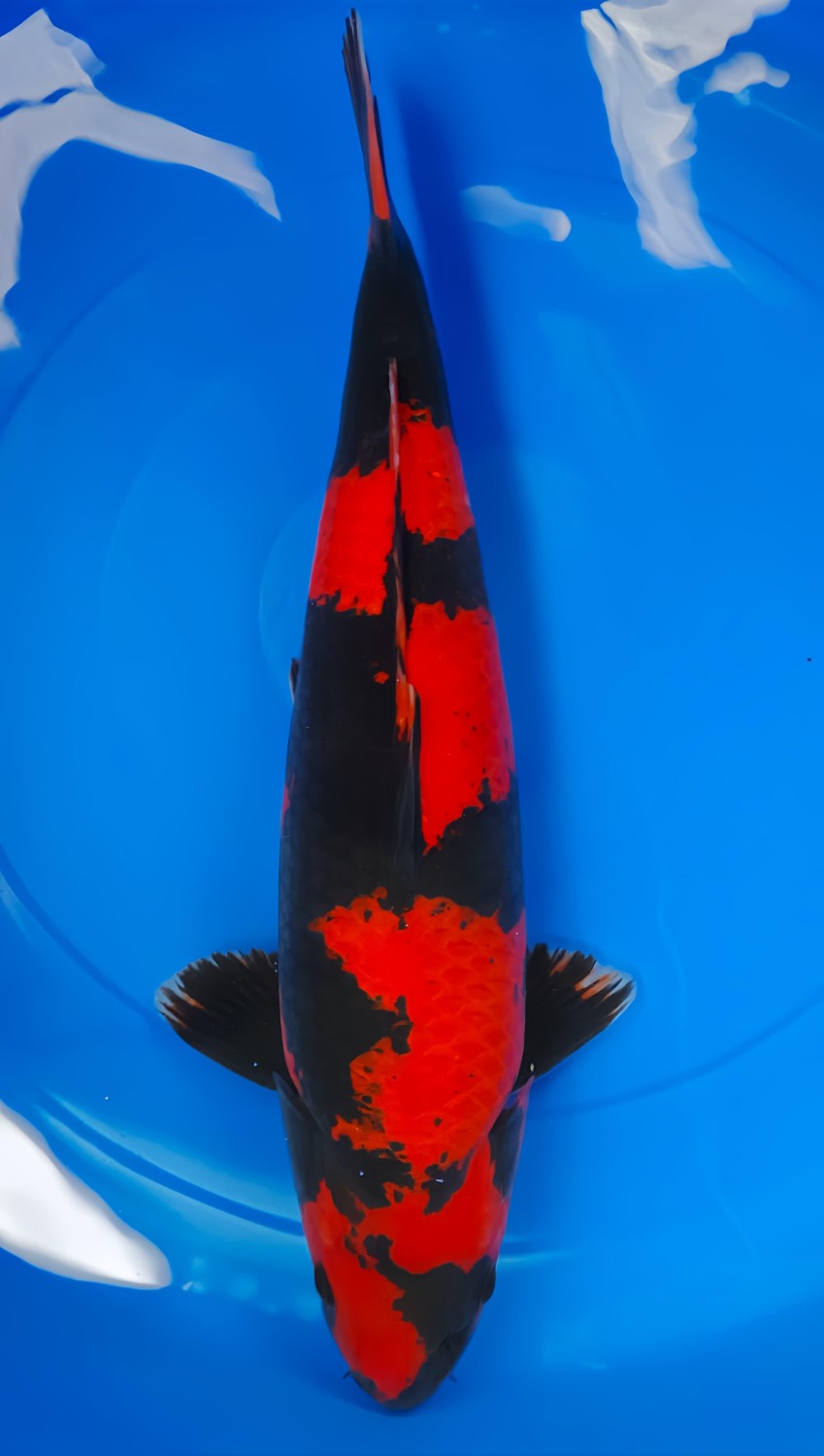 D. Cempaka Prize, 46 - 50 cm