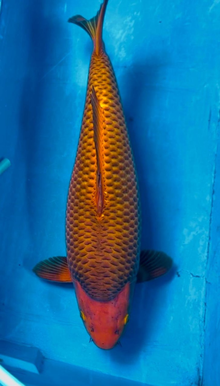Juara 1