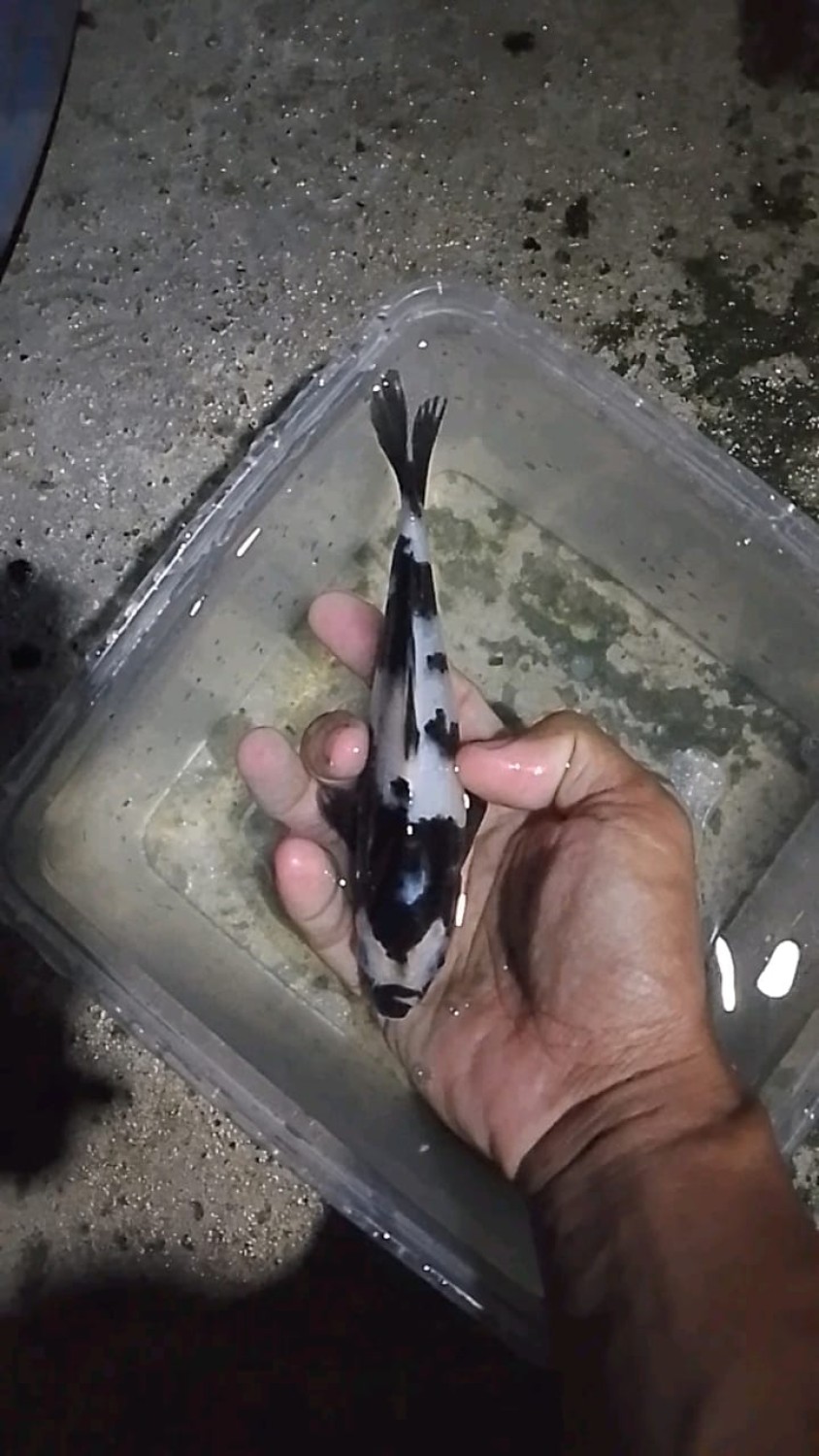 Juara 4