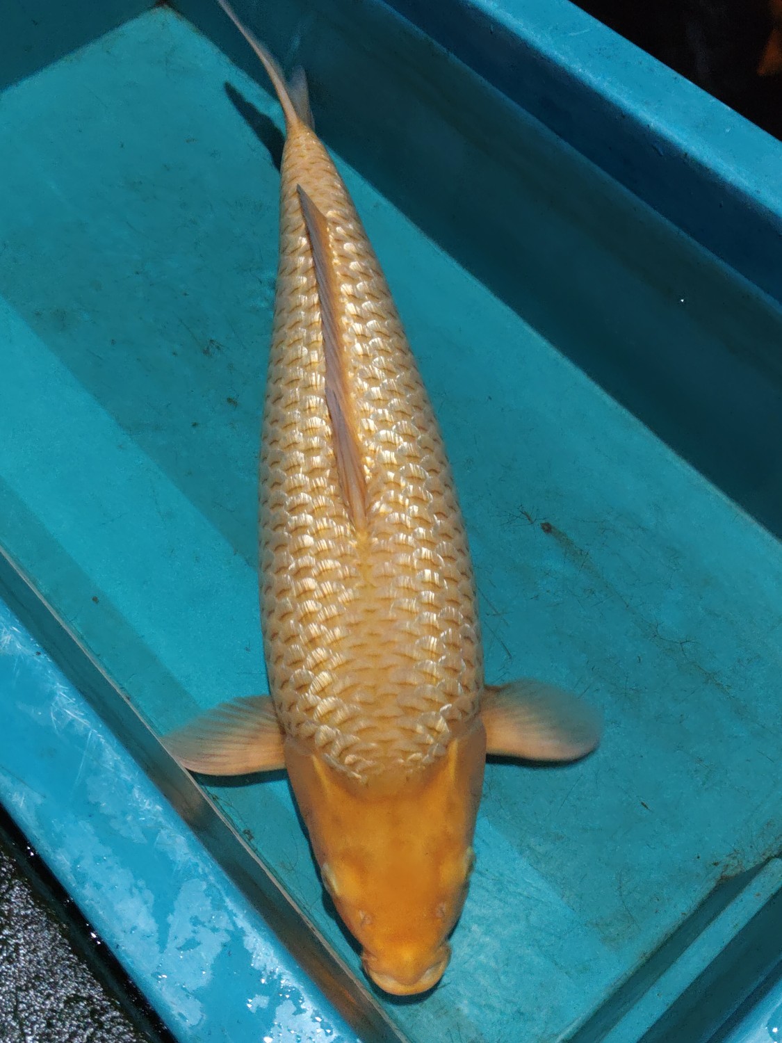 Juara 3