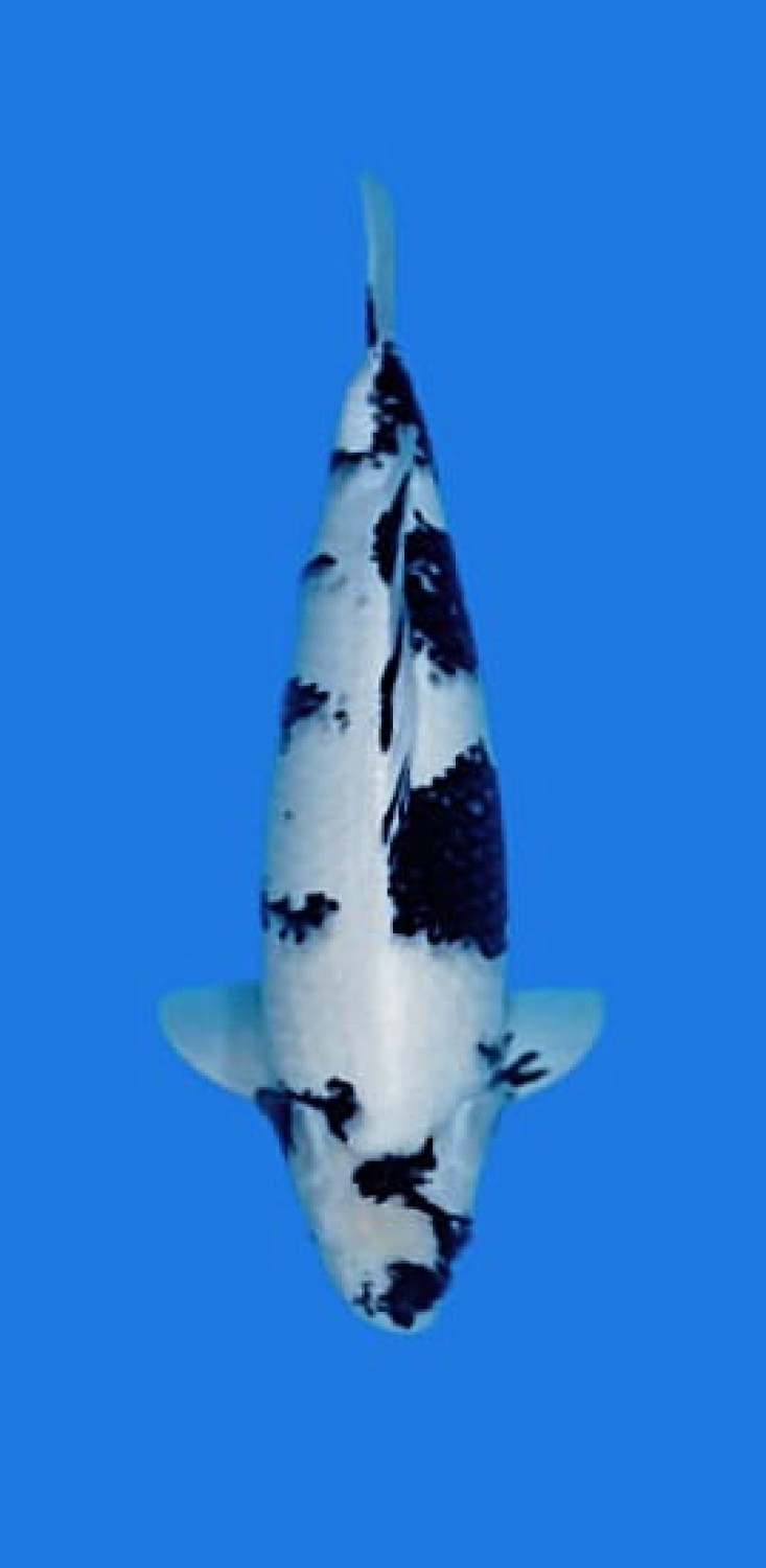 Juara 2