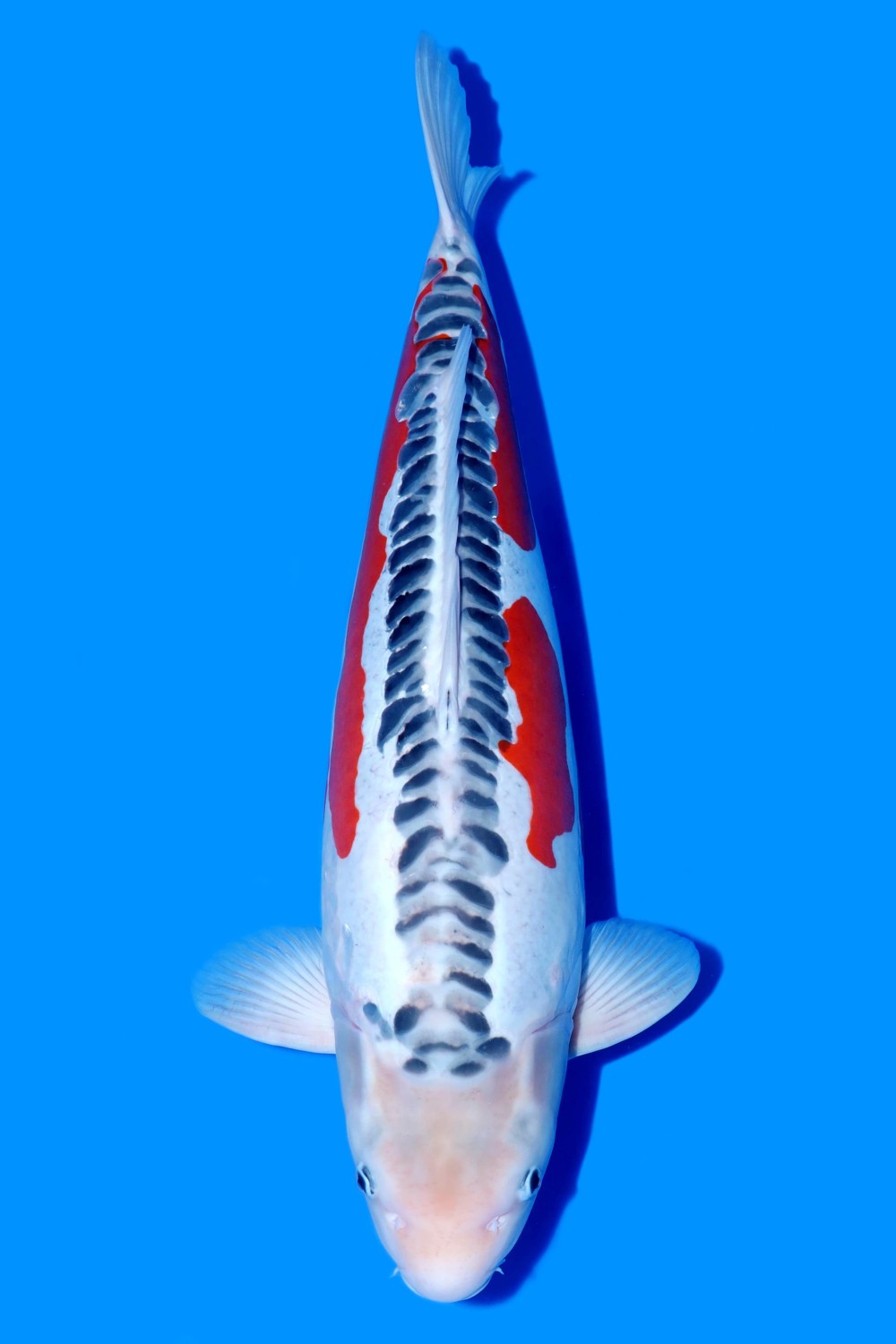 D. Cempaka Prize, 61 - 65 cm