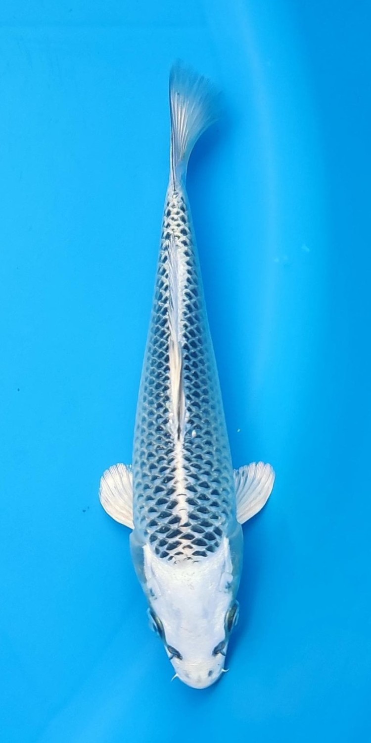 Juara 4