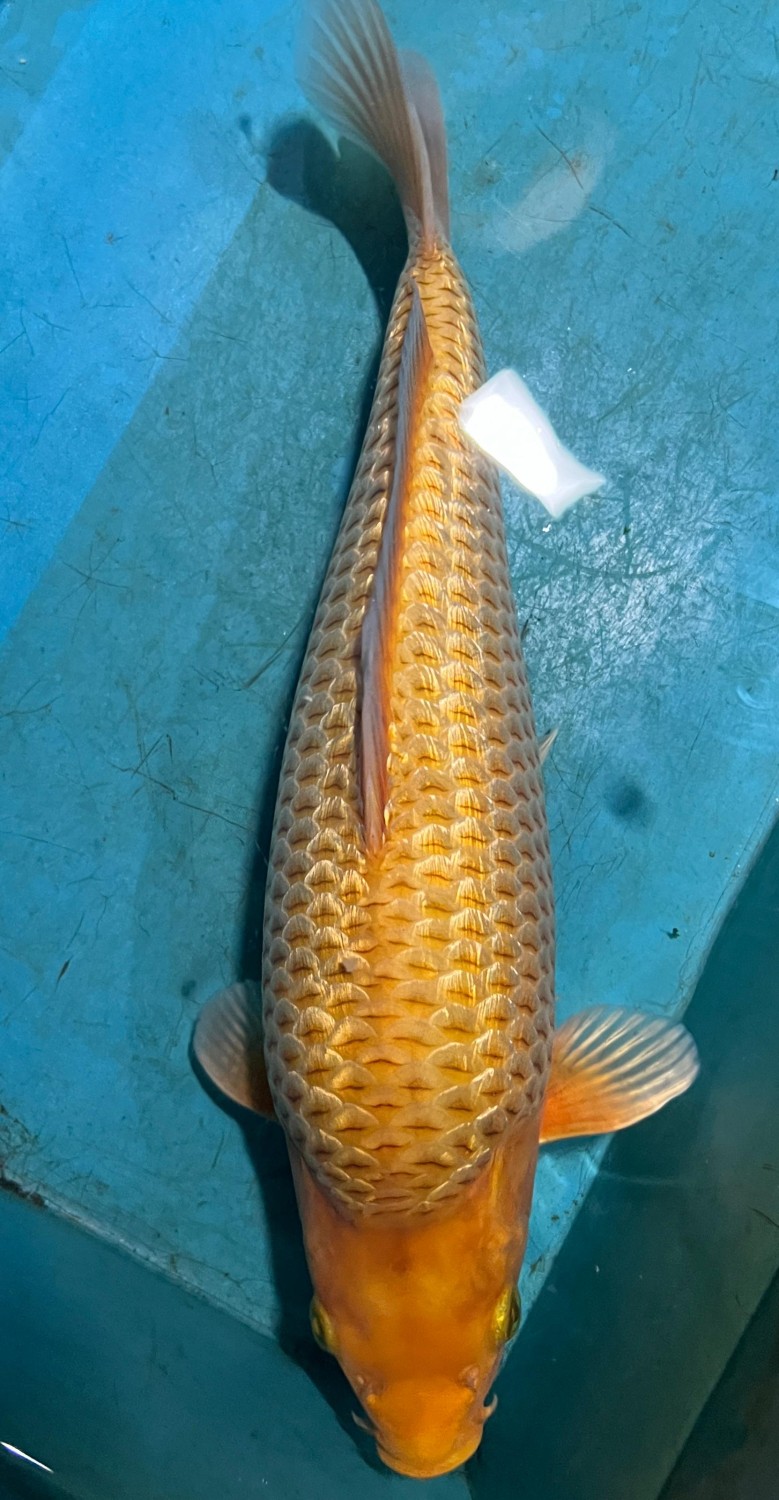 Juara 1