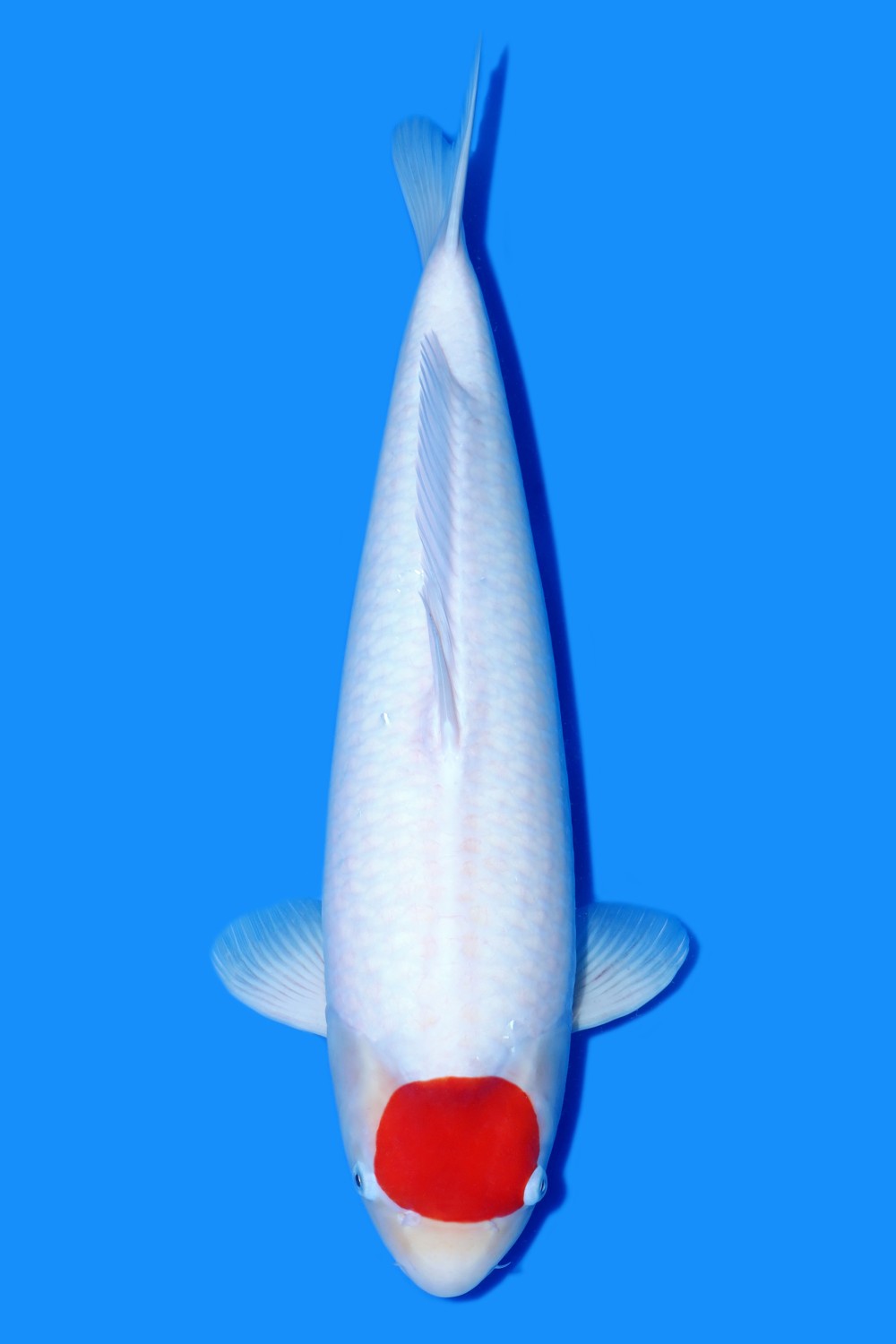 C. Anggrek Prize, 56 - 60 cm