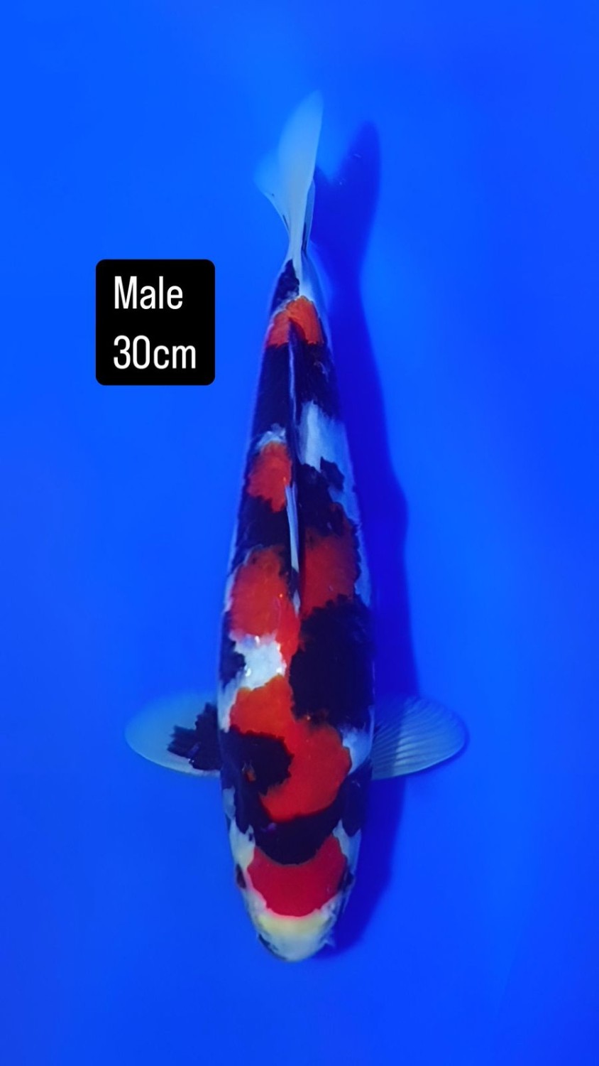 Juara 1