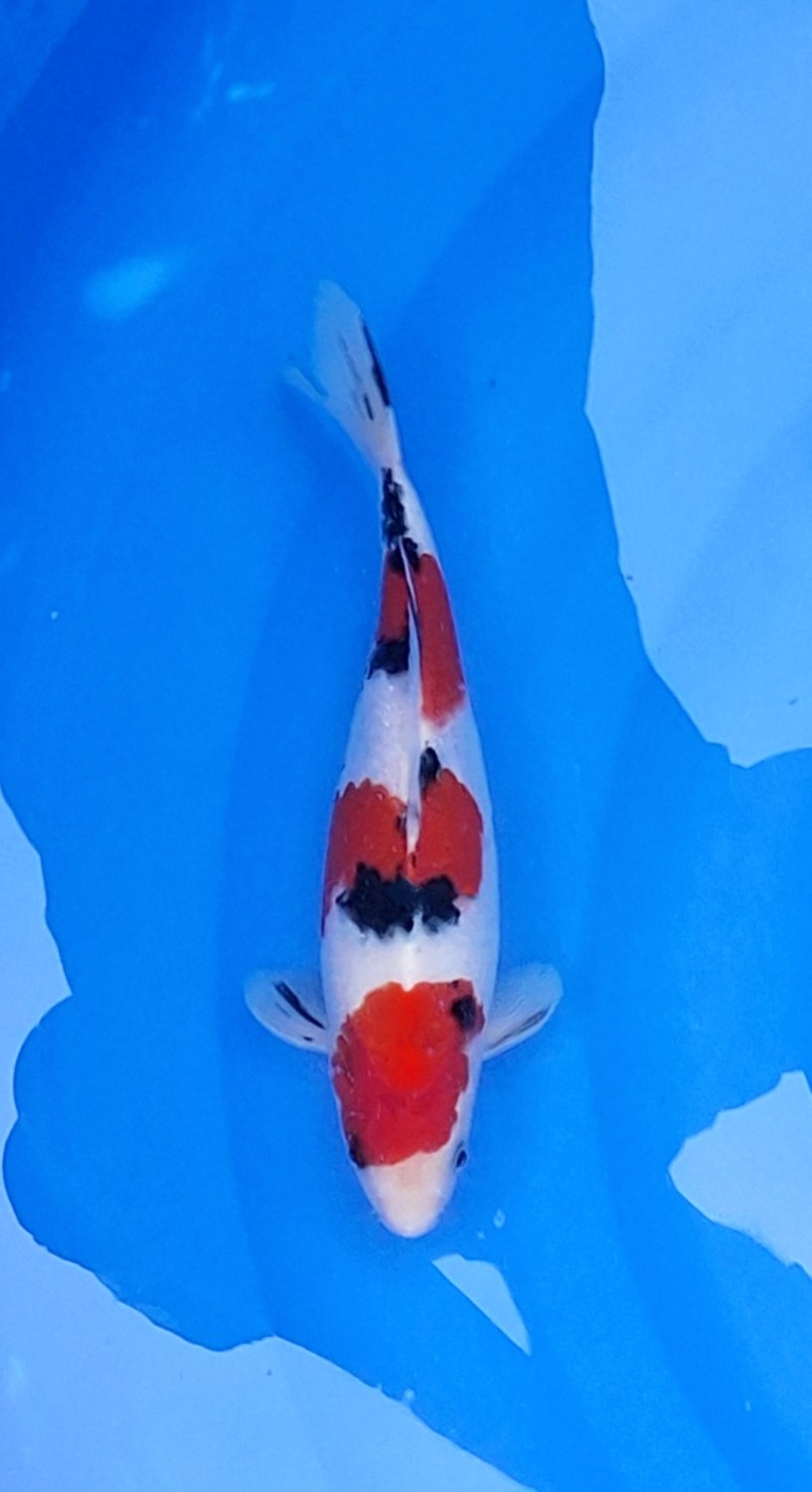 Juara 2