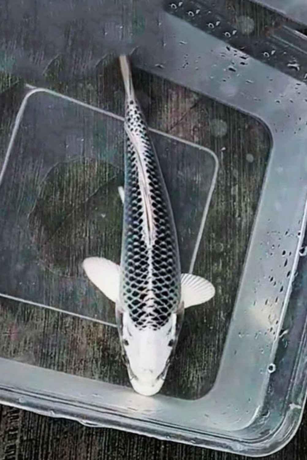 E. Kamboja Prize, 13 - 15 cm