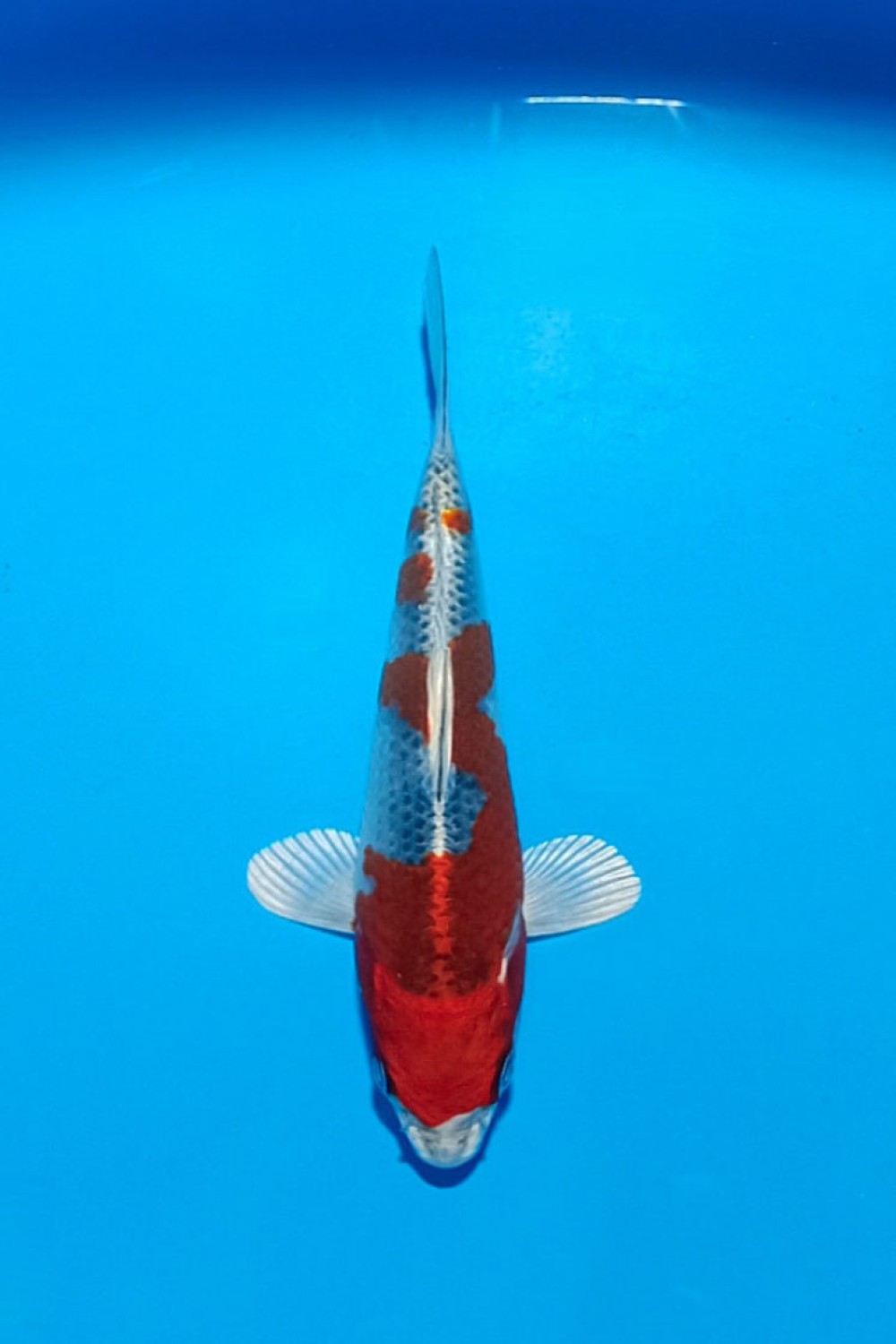Juara 2