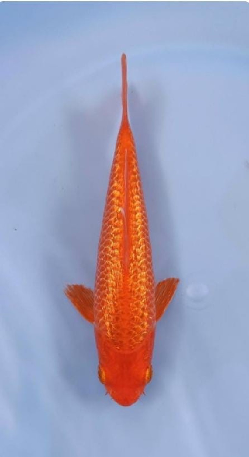 Juara 2