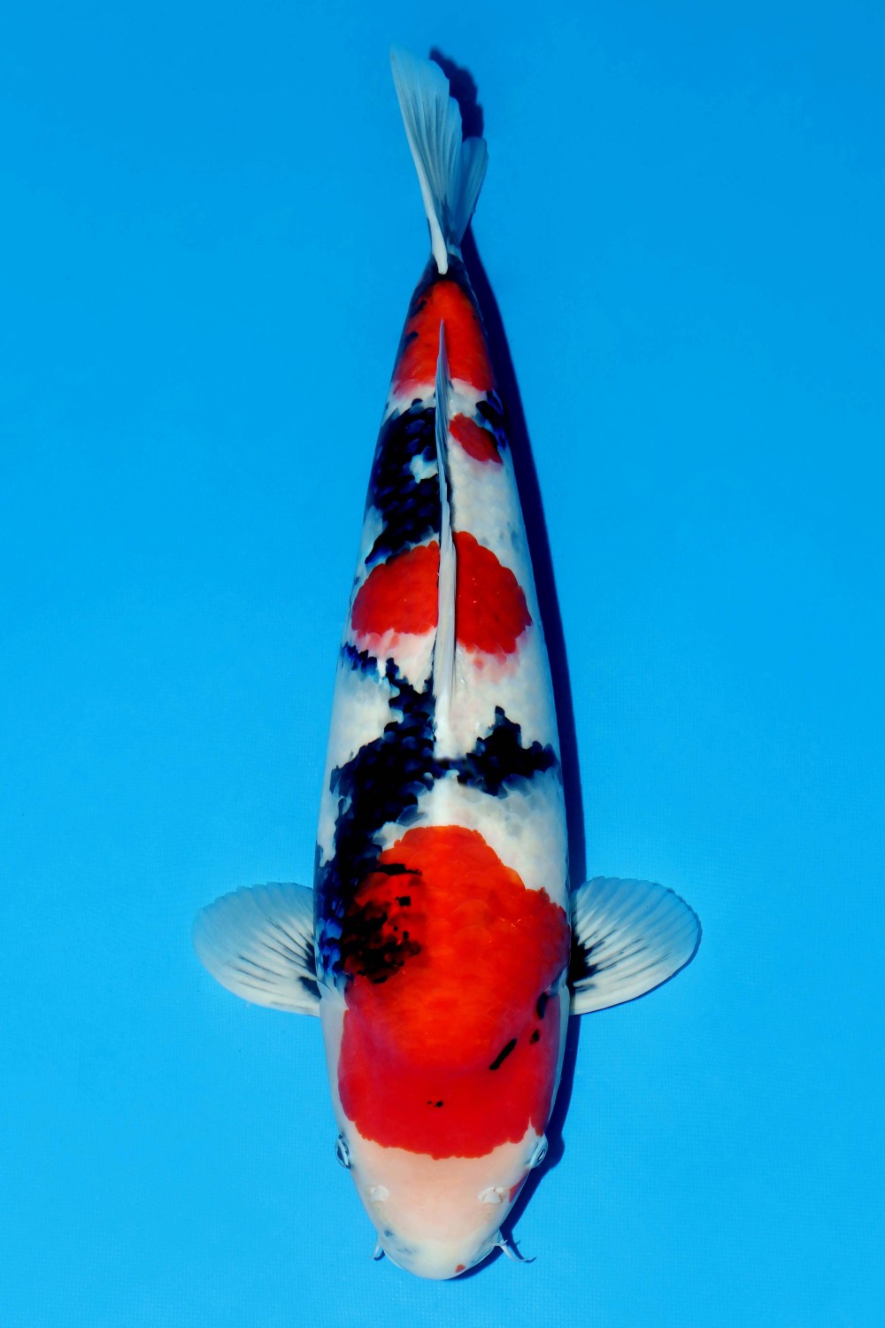Juara 1