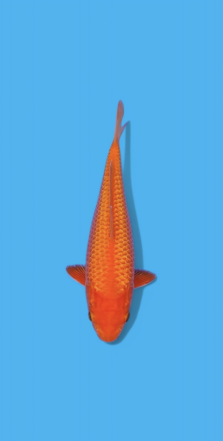 E. Kamboja Prize, 16 - 20 cm