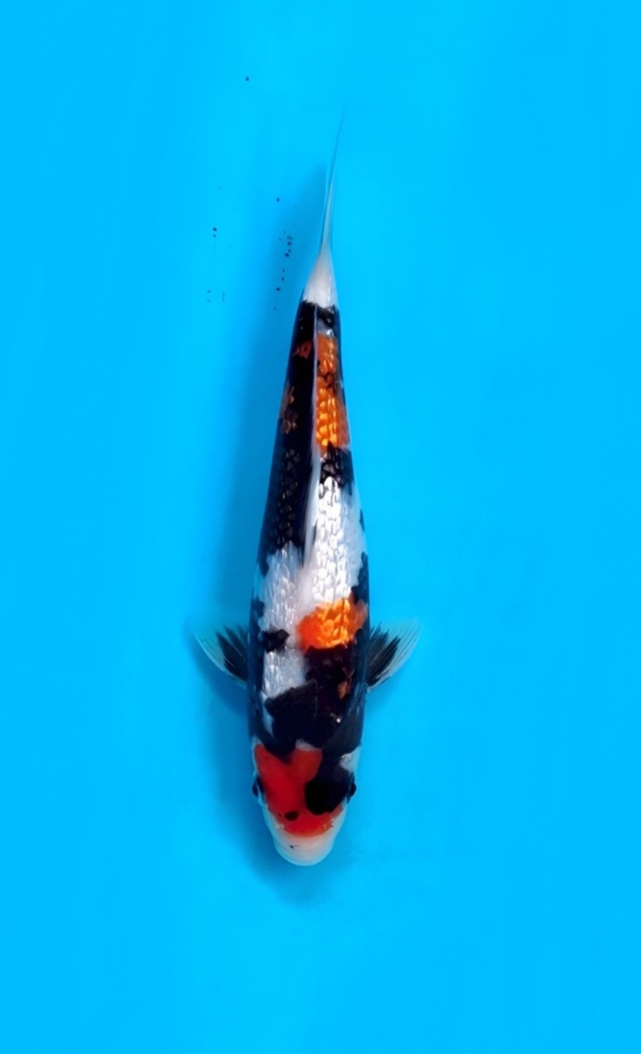 B. Melati Prize, 26 - 30 cm