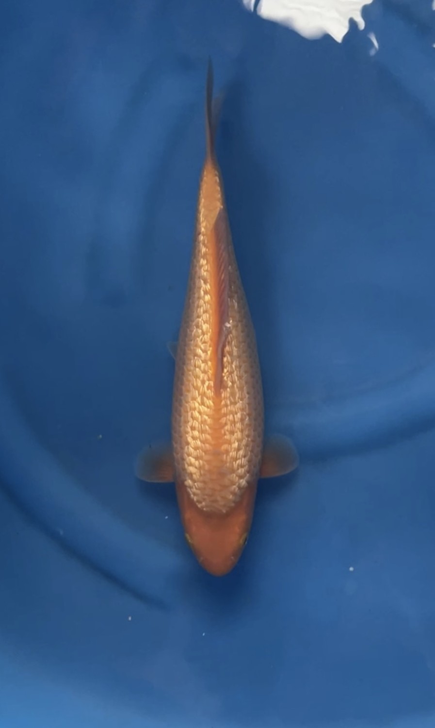 E. Kamboja Prize, 26 - 30 cm