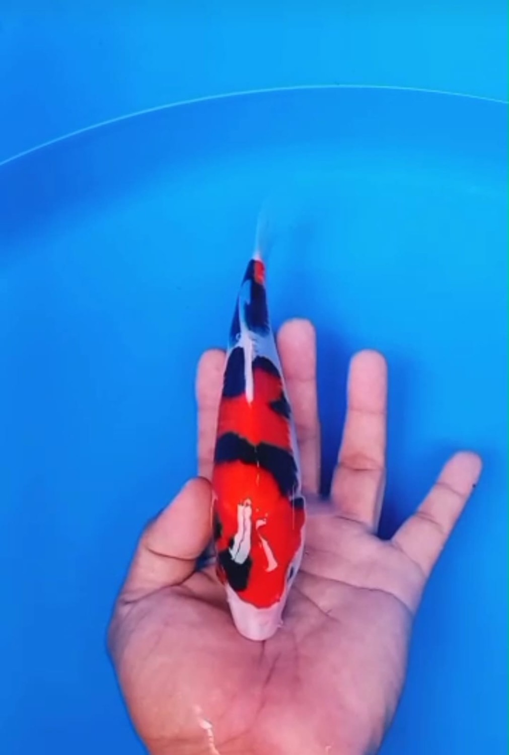 Juara 2