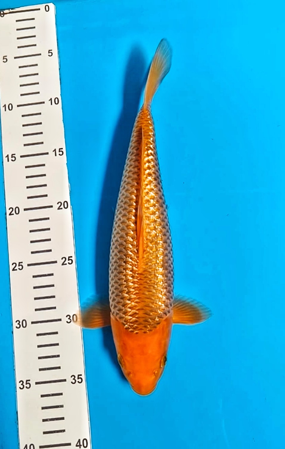 Juara 2