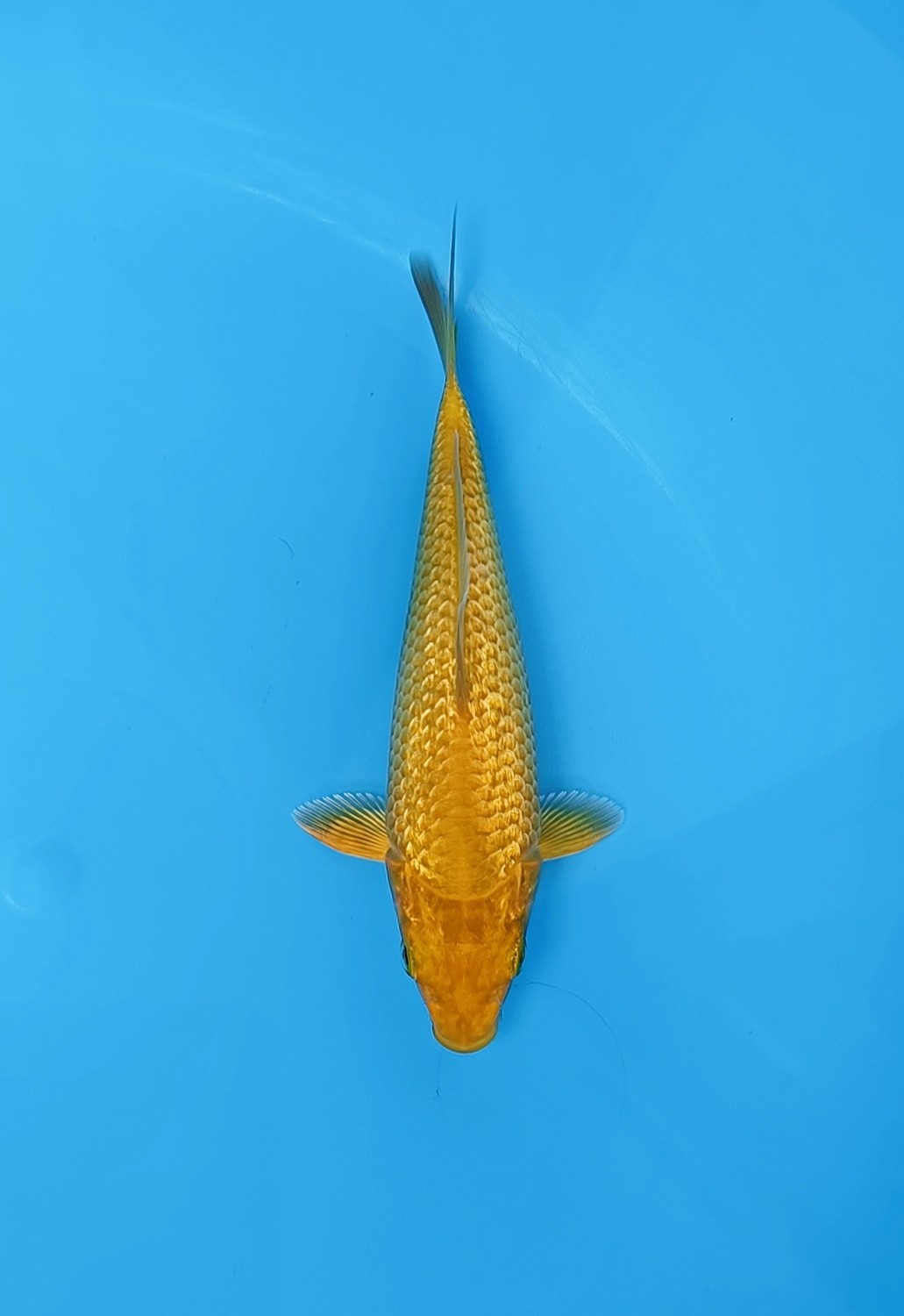 Juara 4