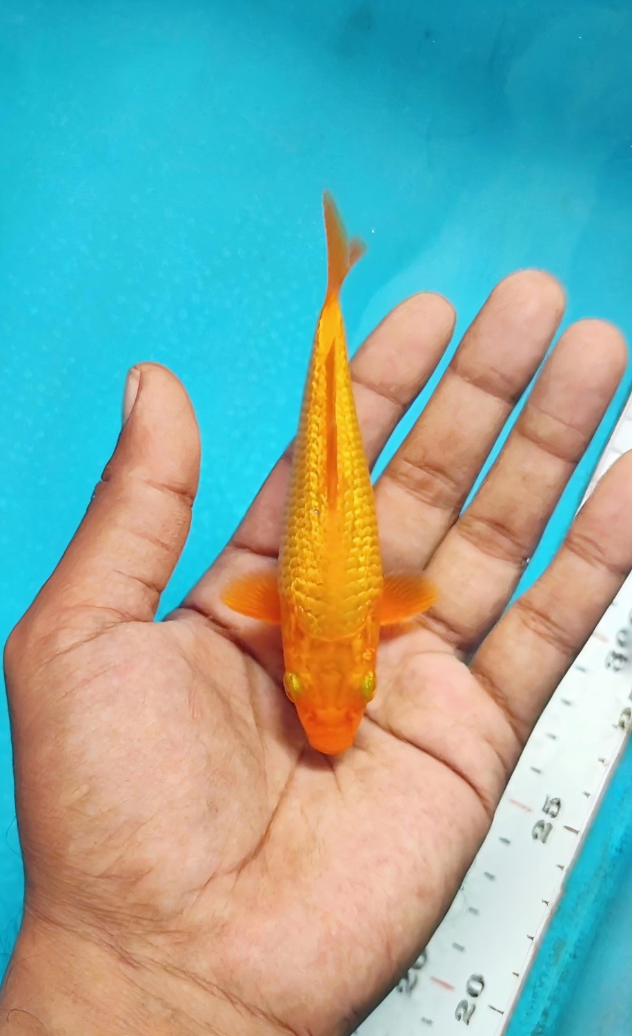 Juara 3