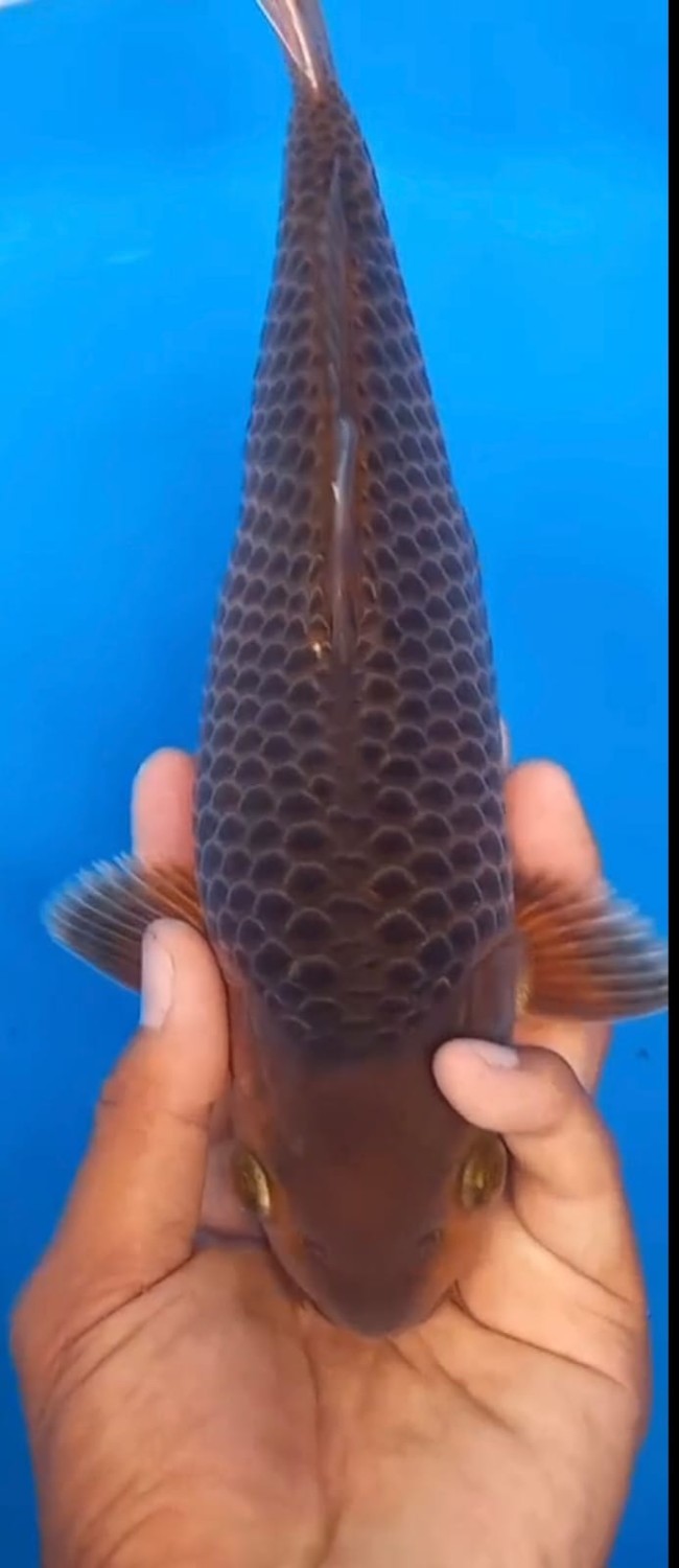 Juara 1