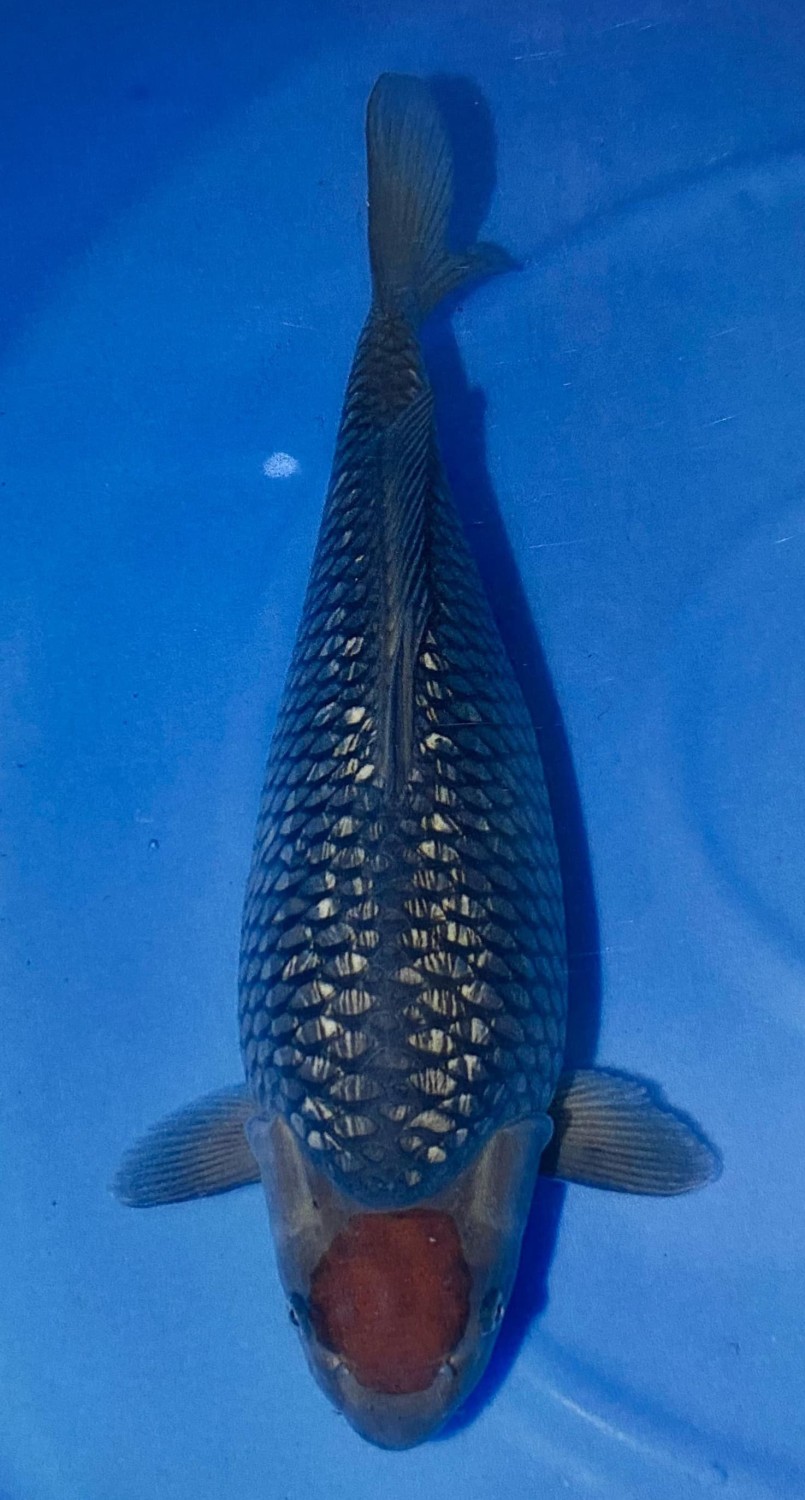 C. Anggrek Prize, 61 - 65 cm