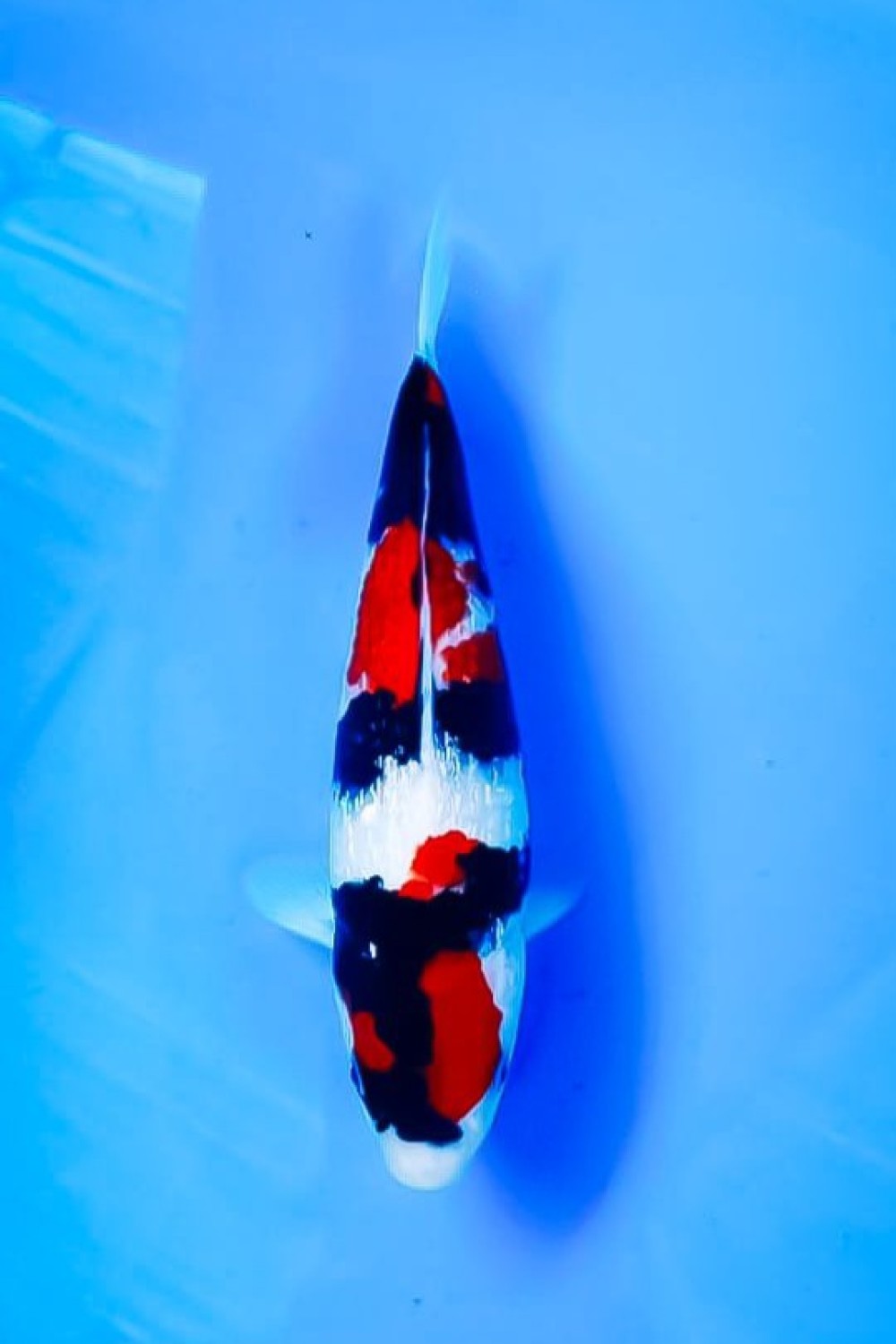 Juara 1