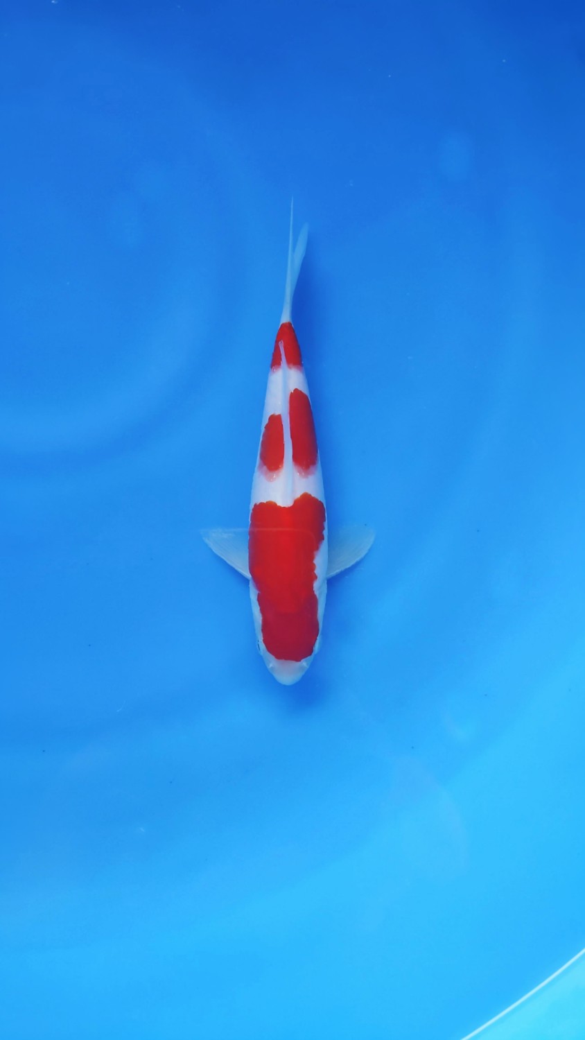 A. Best In Size, 16 - 20 cm