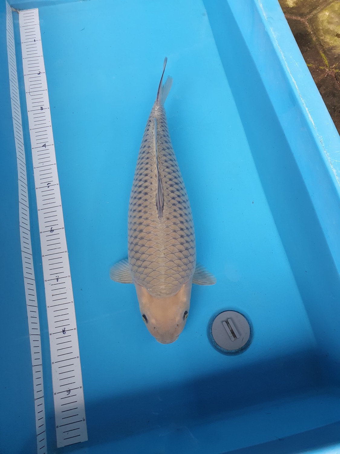 E. Kamboja Adult Champion