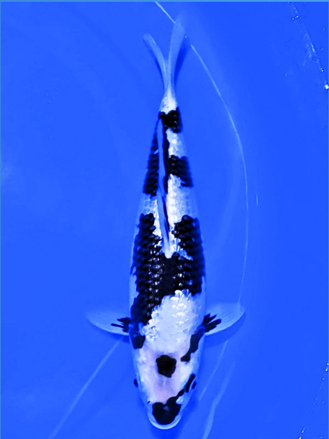 Juara 1
