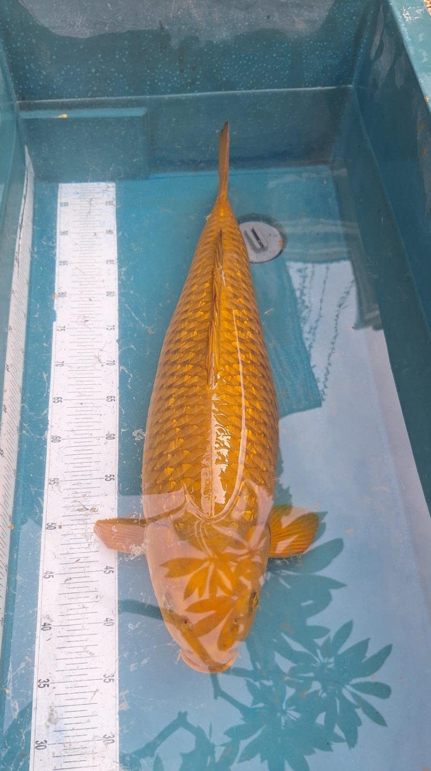 Juara 1