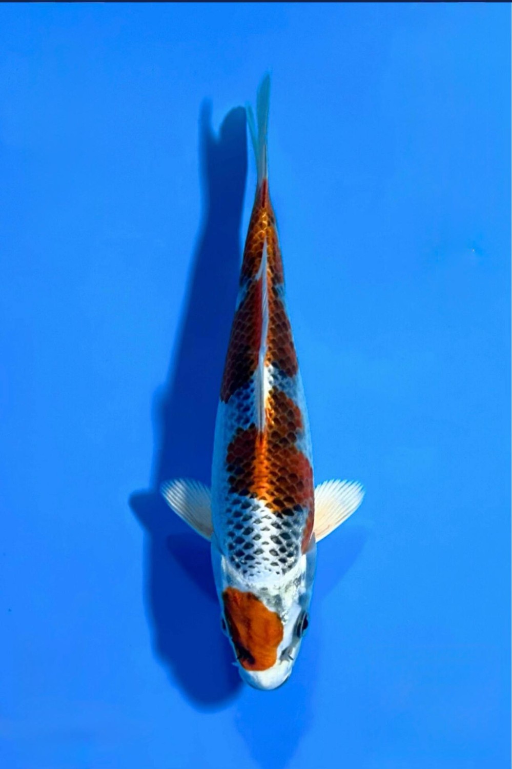 Juara 3