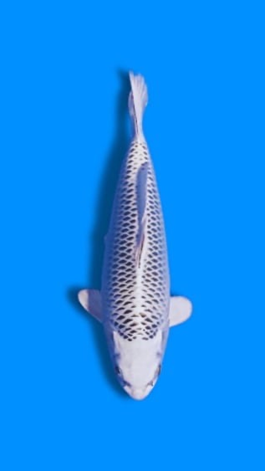 Juara 1