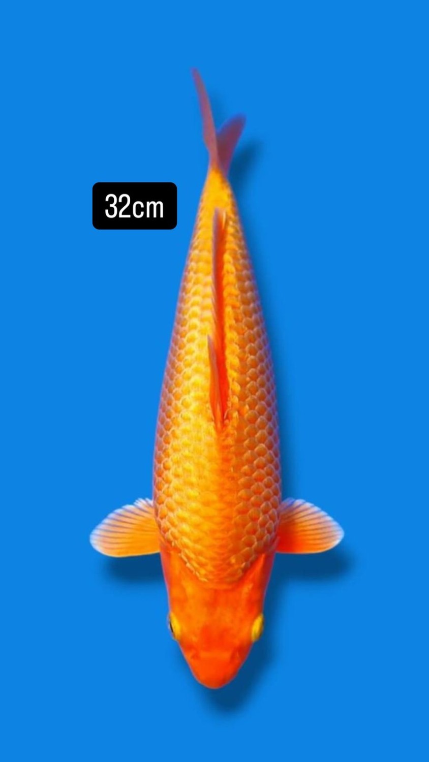 E. Kamboja Prize, 31 - 35 cm