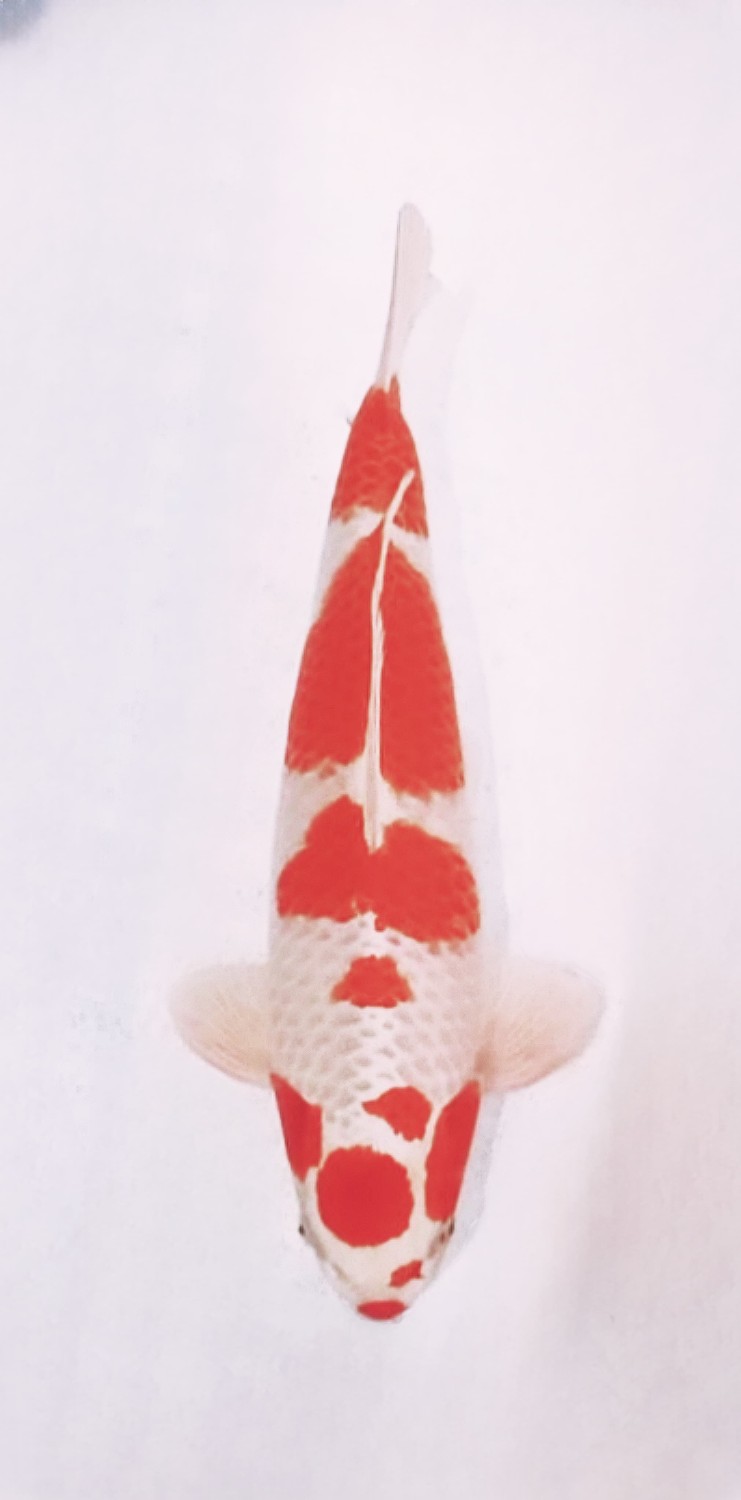 C. Anggrek Prize, 41 - 45 cm