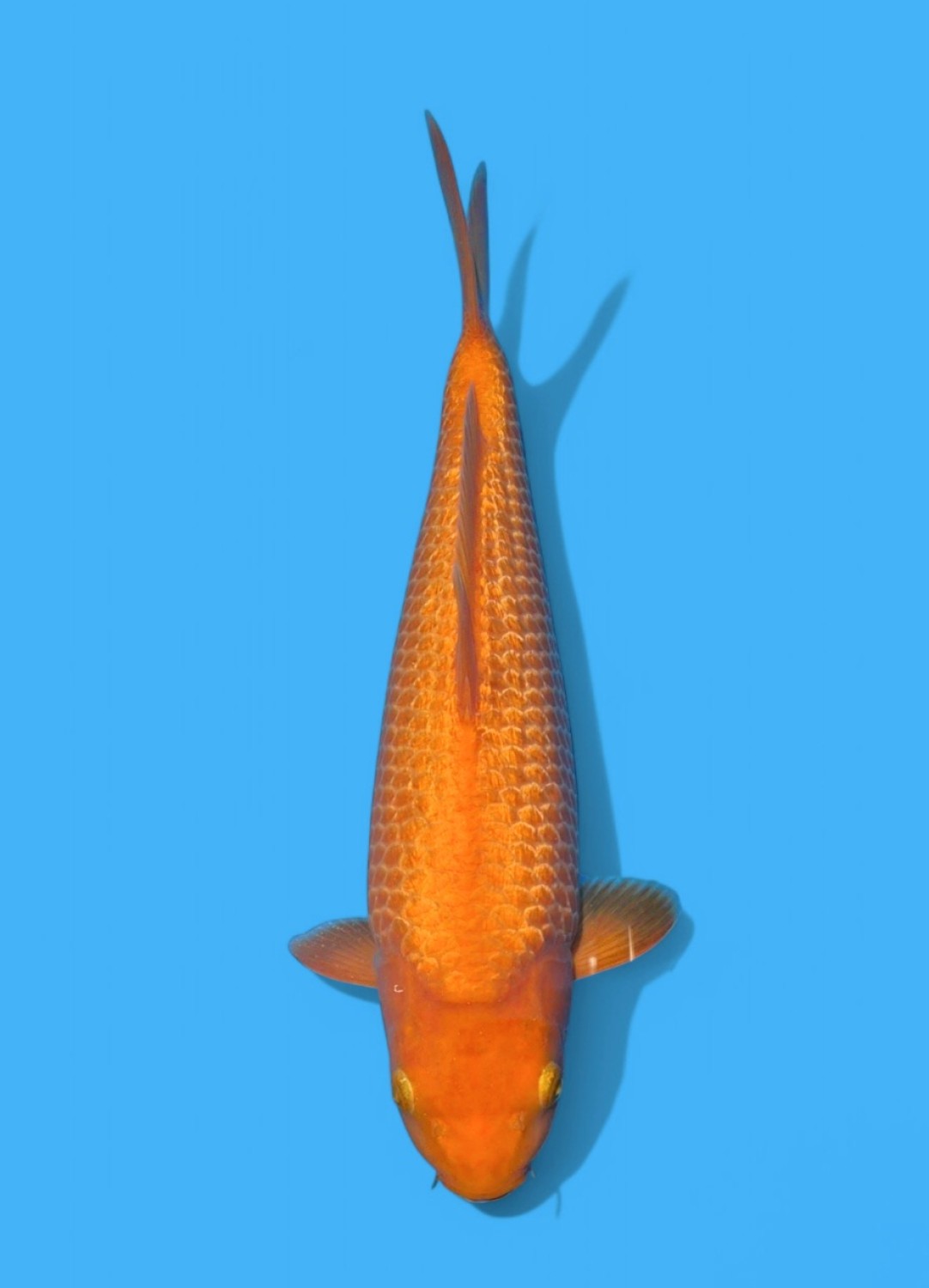 Juara 1