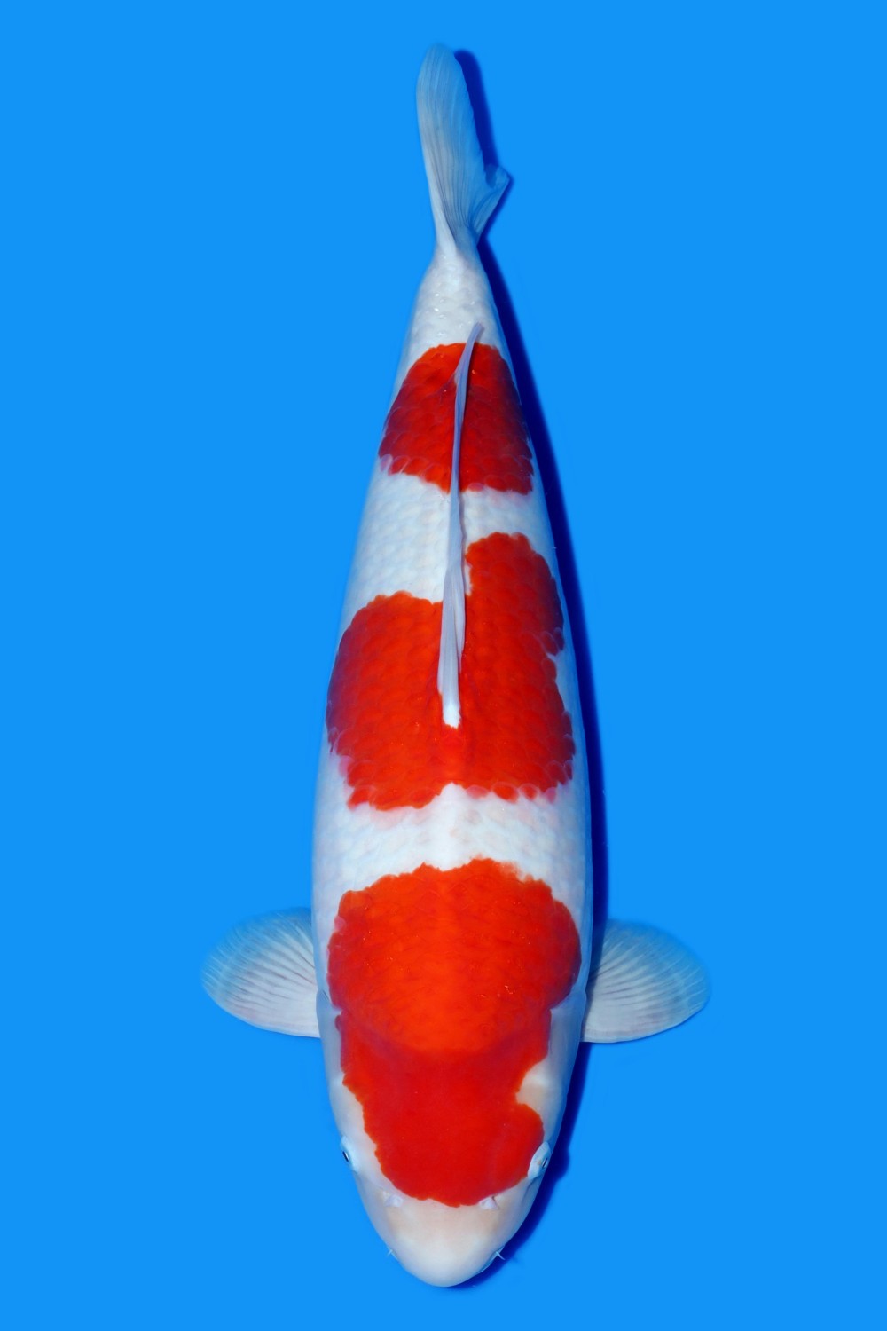 A. Best In Size, 61 - 65 cm