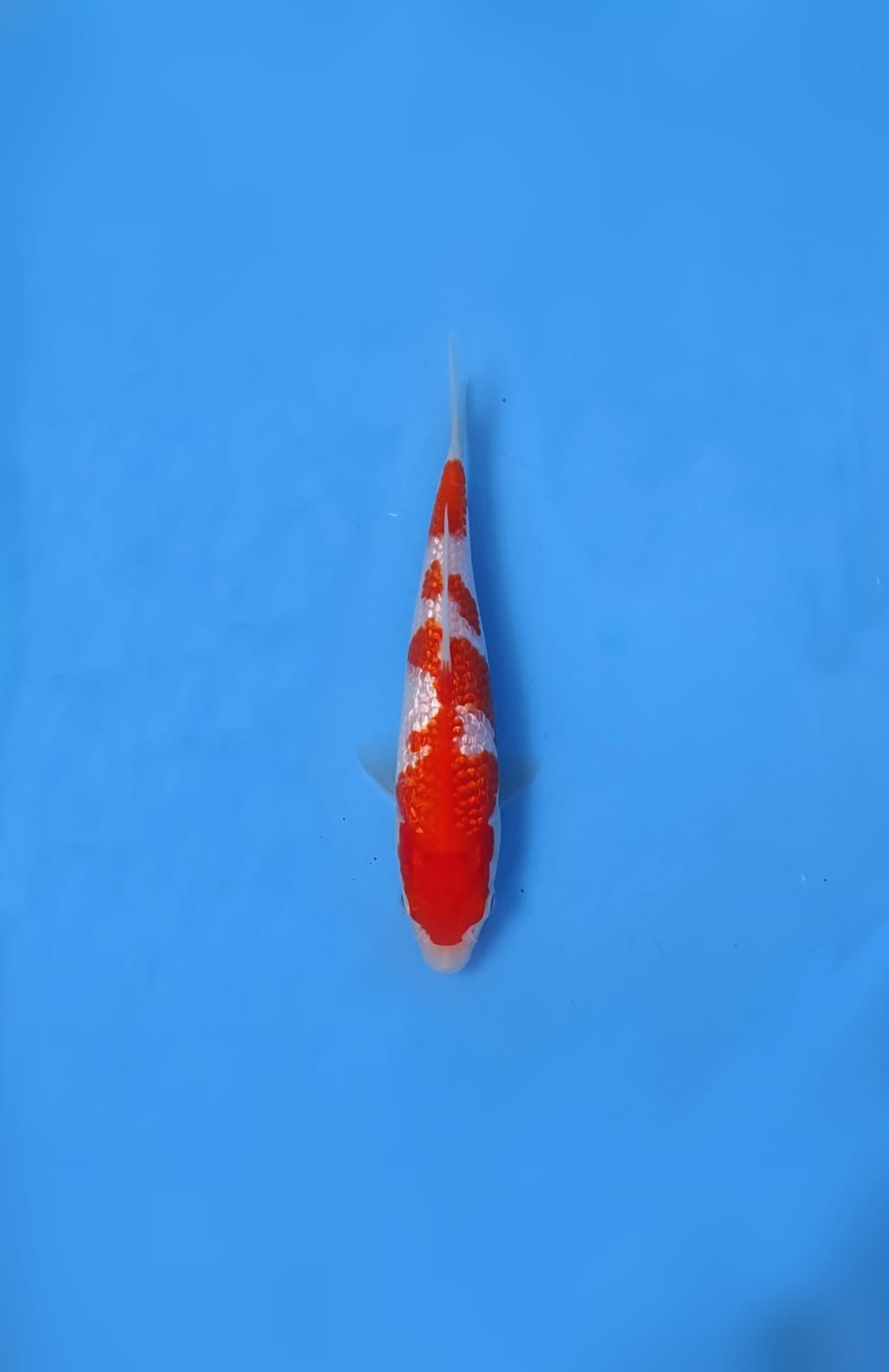 B. Melati Prize, 13 - 15 cm