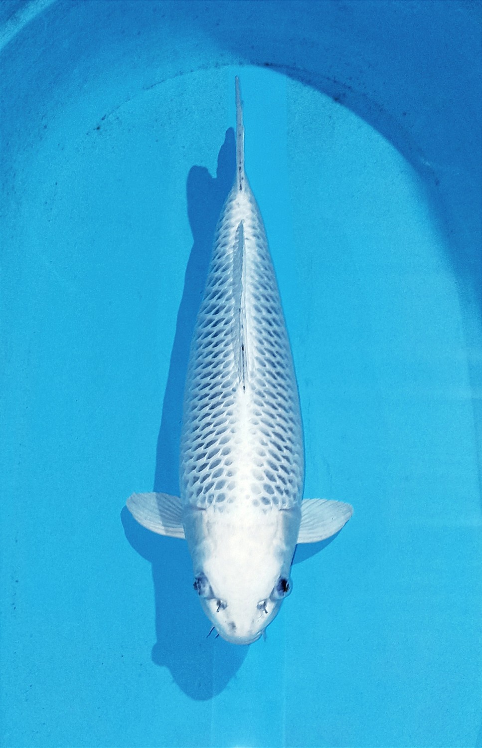 Juara 1