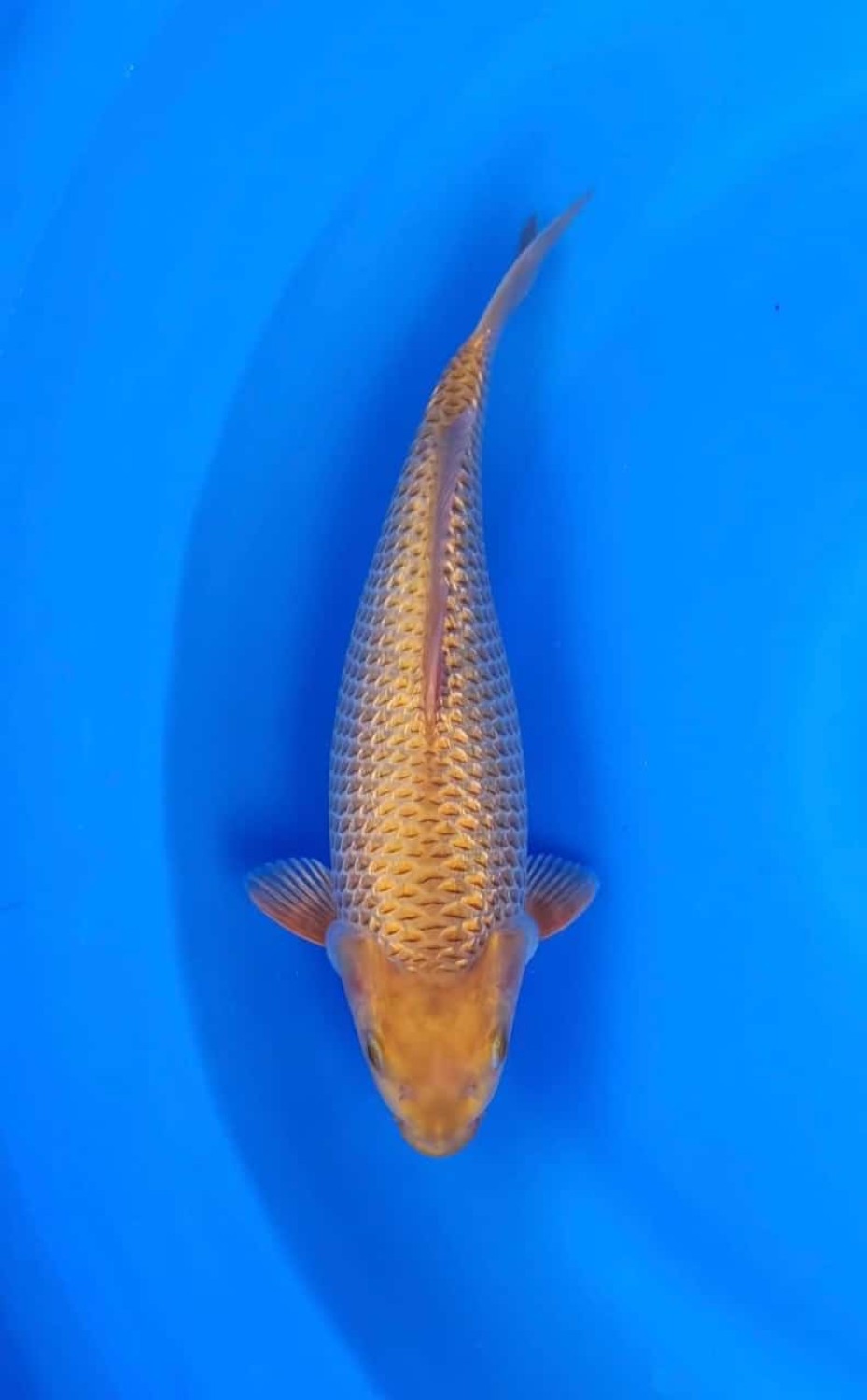 Juara 1