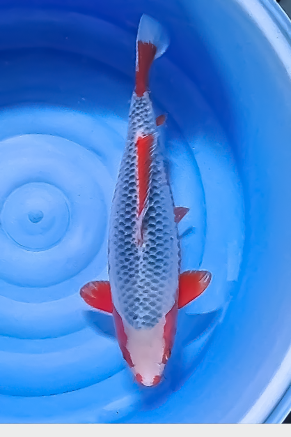 Juara 1