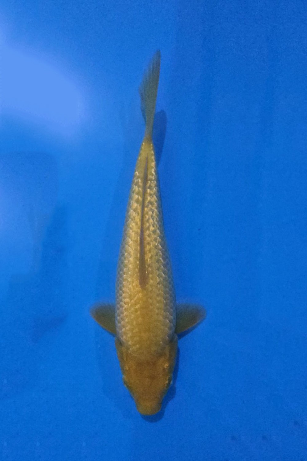 Juara 4