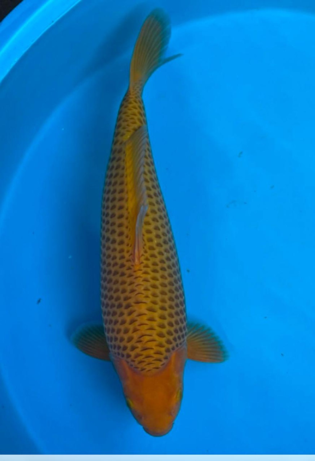 E. Kamboja Prize, 46 - 50 cm