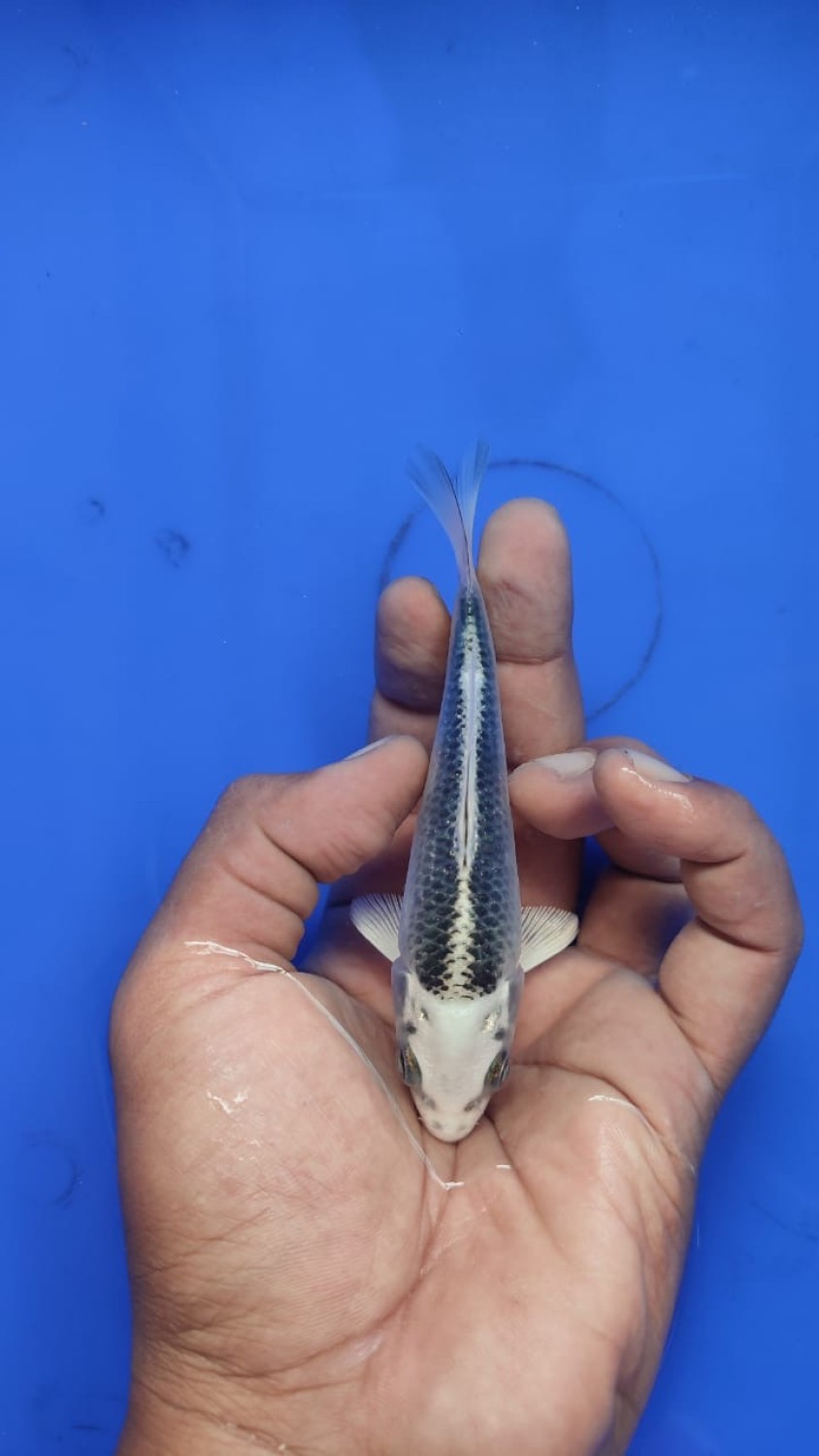 Juara 1