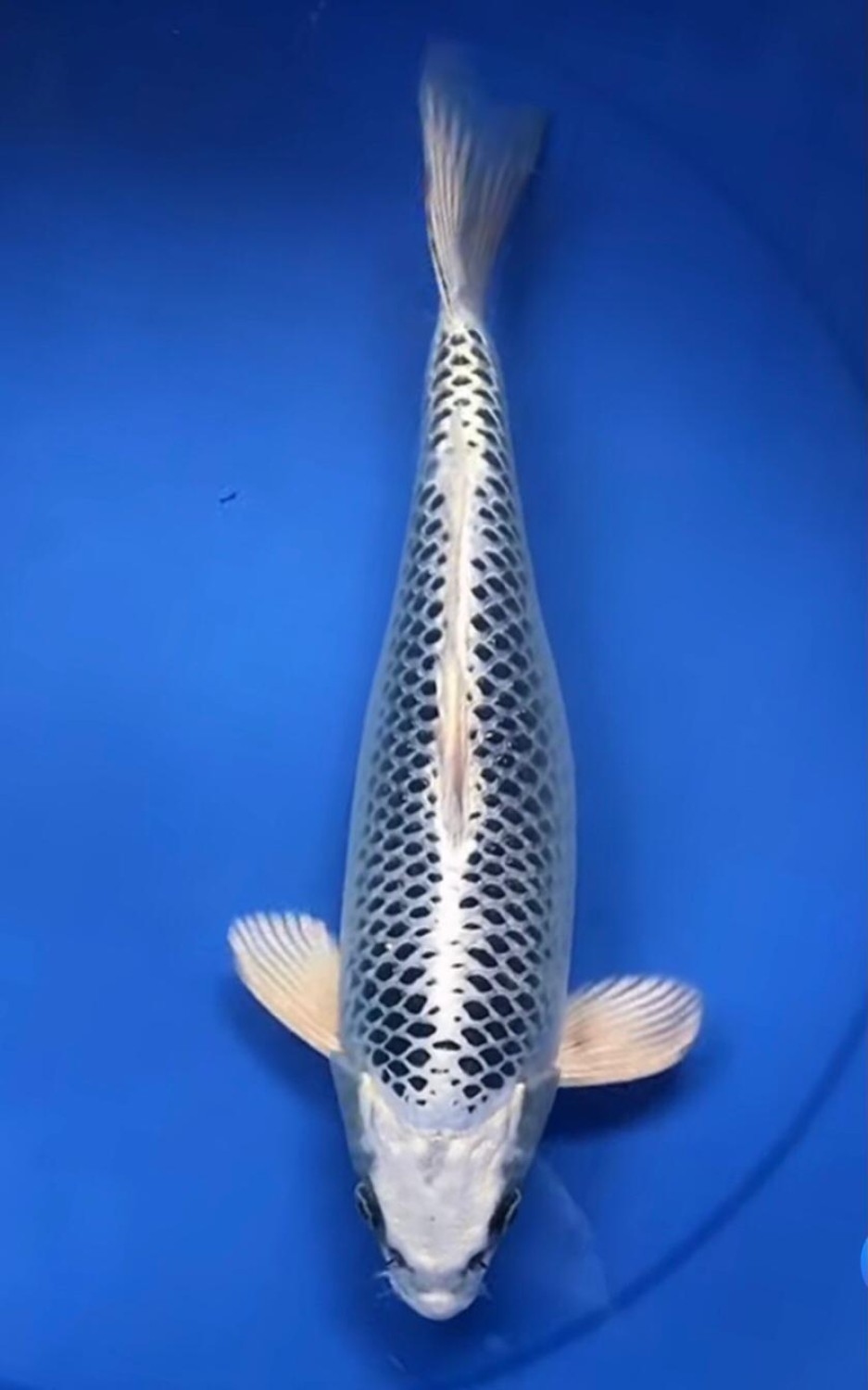 Juara 1
