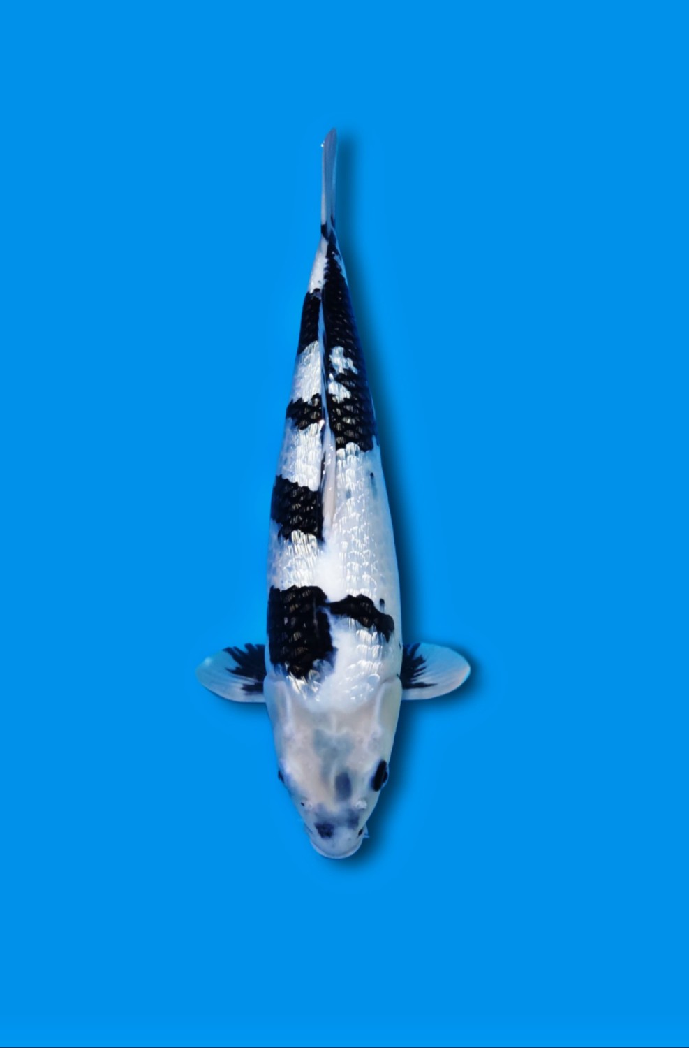 Juara 1