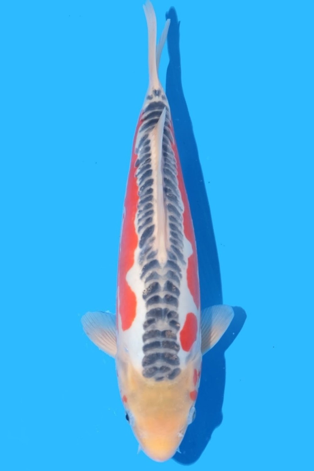 Juara 1
