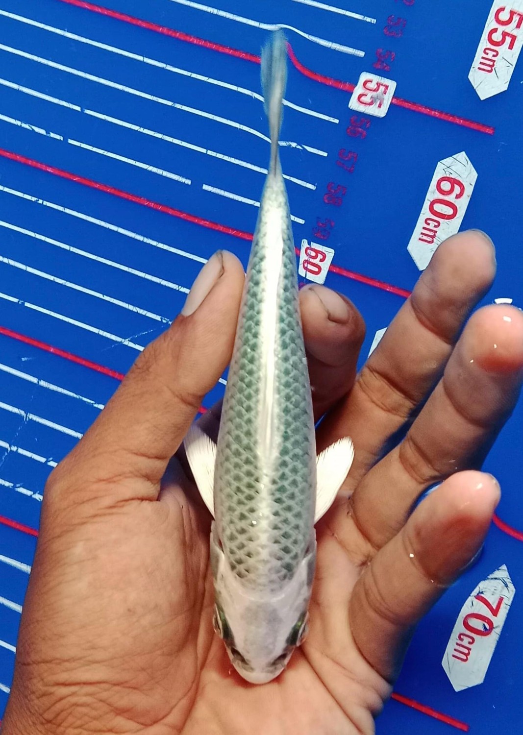 Juara 3