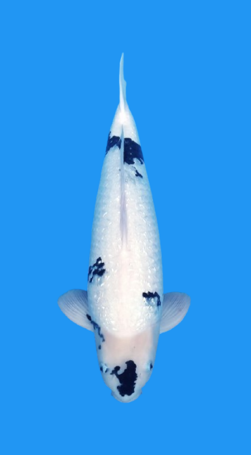 Juara 1