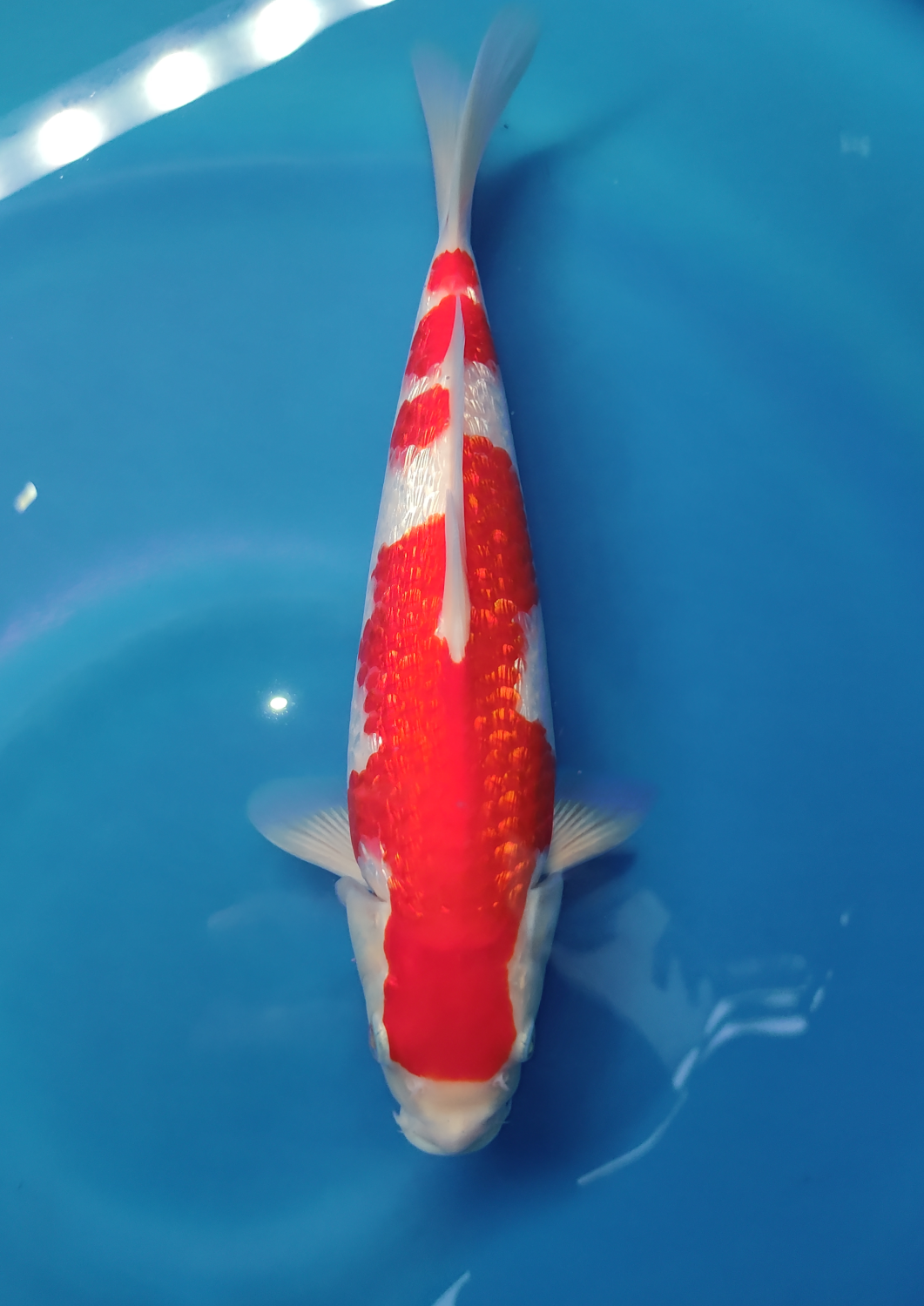 Juara 1