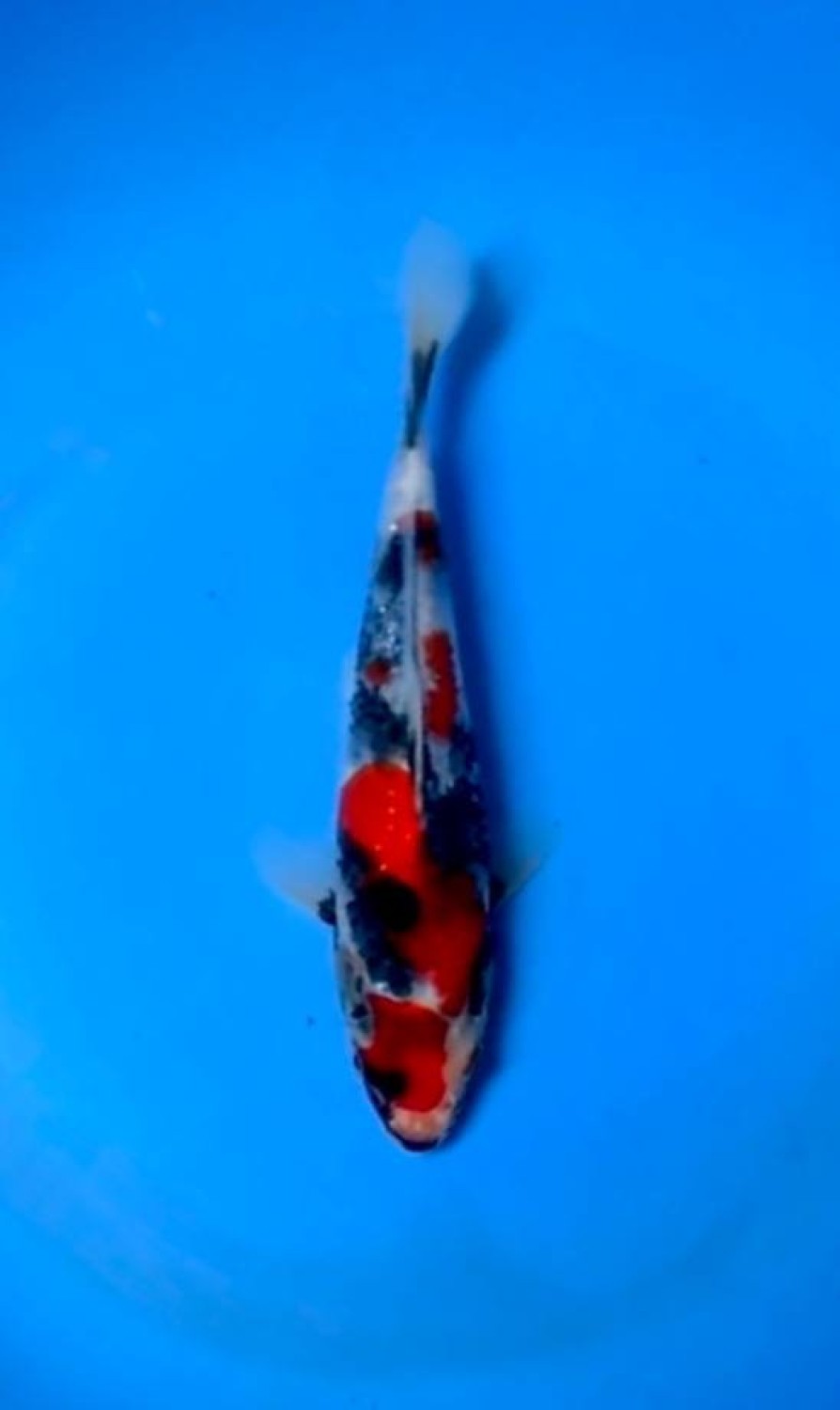 Juara 1